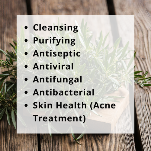 Organic Tea Tree Essential Oil (Melaleuca alternifolia)